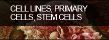 cell lines, primary cells, stem cells